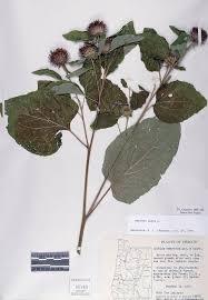 Attēlu rezultāti vaicājumam “Arctium lappa”