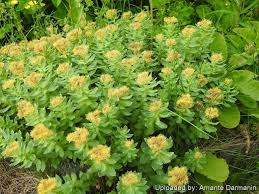 Attēlu rezultāti vaicājumam “Rhodiola rosea flower”