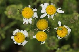 Attēlu rezultāti vaicājumam “Tripleurospermum inodorum flower”