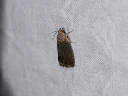 Attēlu rezultāti vaicājumam “Cydia splendana”