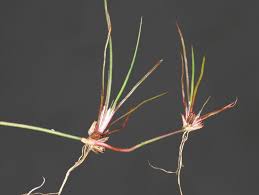 Attēlu rezultāti vaicājumam “Juncus bulbosus”