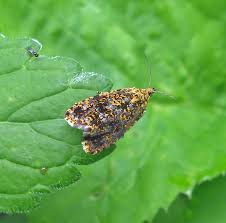 Attēlu rezultāti vaicājumam “Celypha siderana”