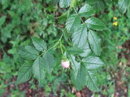 Attēlu rezultāti vaicājumam “Rosa subcanina fruit”