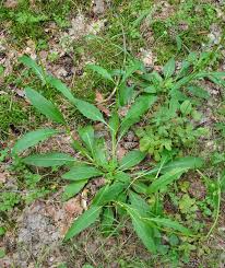 Image result for Succisa pratensis