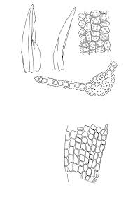 Attēlu rezultāti vaicājumam “Bryoerythrophyllum recurvirostrum”