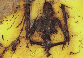 Attēlu rezultāti vaicājumam “Agonopterix hypericella imago”