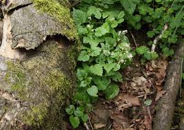 Attēlu rezultāti vaicājumam “Circaea alpina leaf”