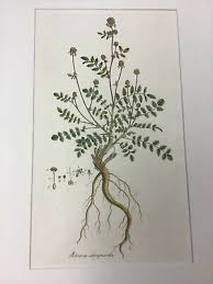 Attēlu rezultāti vaicājumam “Poterium sanguisorba”