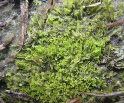 Attēlu rezultāti vaicājumam “Riccardia incurvata”