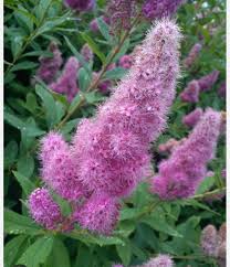 Attēlu rezultāti vaicājumam “Spiraea salicifolia”