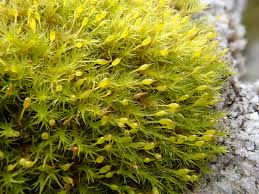 Attēlu rezultāti vaicājumam “Racomitrium heterostichum”