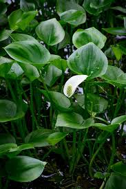 Attēlu rezultāti vaicājumam “Calla palustris”