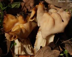 Attēlu rezultāti vaicājumam “Gomphus clavatus”