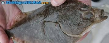 Image result for Parophrys vetulus