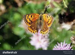 Attēlu rezultāti vaicājumam “Lycaena virgaureae female”