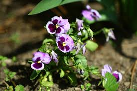 Attēlu rezultāti vaicājumam “Viola arvensis flower”
