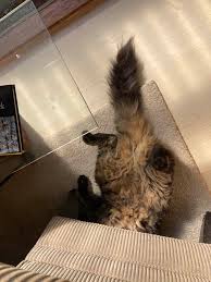 Image result for invisible cat