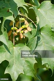 Attēlu rezultāti vaicājumam “Acer saccharinum fruit”