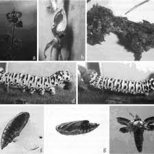 Attēlu rezultāti vaicājumam “Shargacucullia scrophulariae larva”