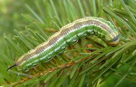 Attēlu rezultāti vaicājumam “Sphinx pinastri”