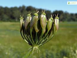 Attēlu rezultāti vaicājumam “Heracleum sphondylium subsp. sibiricum fruit”