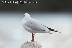 Attēlu rezultāti vaicājumam “Larus ridibundus eggs”