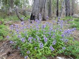 Image result for Penstemon