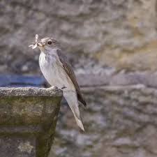 Attēlu rezultāti vaicājumam “Muscicapa striata adult”
