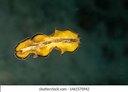 Attēlu rezultāti vaicājumam “Plathelminthes”