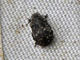 Attēlu rezultāti vaicājumam “Anthribus nebulosus”