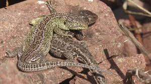 Attēlu rezultāti vaicājumam “Lacerta agilis male”