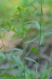 Attēlu rezultāti vaicājumam “Erysimum cheiranthoides flower”