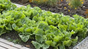 Image result for Endivie