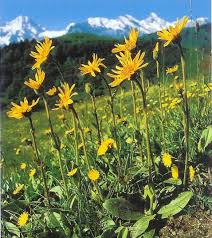 Image result for Arnika