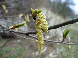Attēlu rezultāti vaicājumam “Carpinus betulus male flower”