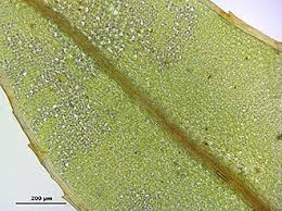 Attēlu rezultāti vaicājumam “Mnium marginatum”