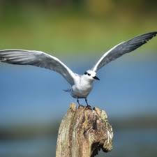 Attēlu rezultāti vaicājumam “Chlidonias hybrida”