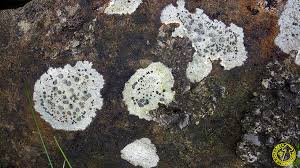 Attēlu rezultāti vaicājumam “Porpidia macrocarpa”