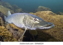 Image result for Esox lucius