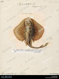 Image result for Raja undulata