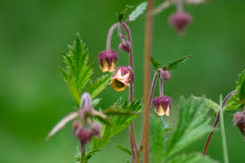 Attēlu rezultāti vaicājumam “Geum rivale leaf”