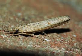 Attēlu rezultāti vaicājumam “Pediasia contaminella”