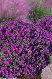 Image result for Aster novae-angliae