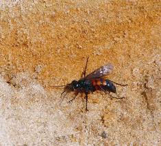 Attēlu rezultāti vaicājumam “Anoplius viaticus”