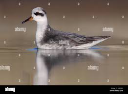 Attēlu rezultāti vaicājumam “Phalaropus fulicarius adult”