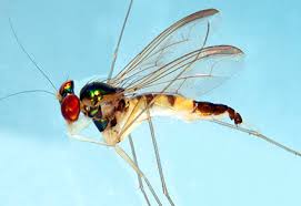 Attēlu rezultāti vaicājumam “Dolichopodidae”