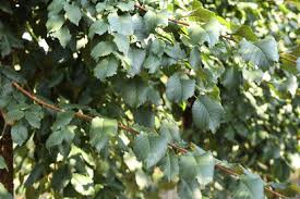 Attēlu rezultāti vaicājumam “Ulmus minor f. suberosa”