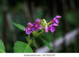 Attēlu rezultāti vaicājumam “Galeopsis bifida flower”