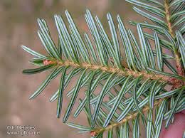 Attēlu rezultāti vaicājumam “Abies alba”