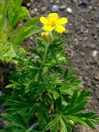 Image result for Potentilla argentea